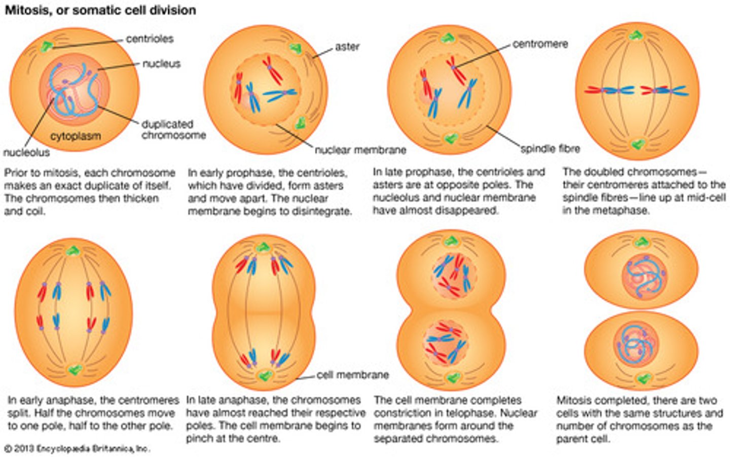 <p>(1) Prophase. The nuclear envelop disintegrates.</p><p>(2) Metaphase. Still disintegrated.</p><p>(3) Anaphase. Still disintegrated.</p><p>(4) Telophase. After Cytokinesis, the nuclear envelop reforms.</p>