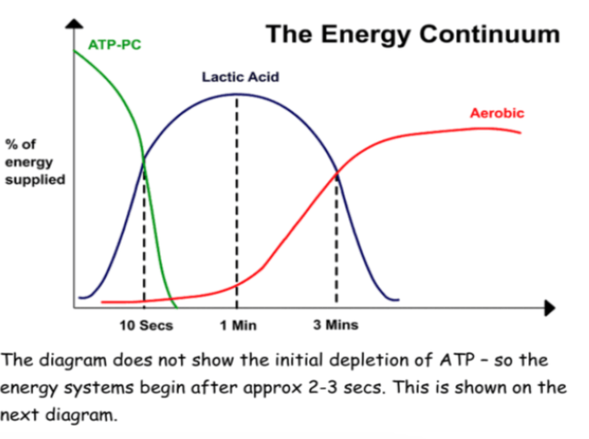 <p>which energy system is in play is dependent on the <strong>exercise intensity</strong> and <strong>duration. </strong></p><p>the energy system continuum shows the <strong>predominant</strong> system or <strong>percentage</strong> of each system dependant on the intensity and duration of the activity.</p><p><strong>ATP-CP system: </strong>10sec, peaks 5sec, fatigues quickly → depletion of CP</p><p><strong>Lactic Acid system</strong>: 10-30sec, peaks 20sec, fatigues → build up of lactic acid, provides energy for up to 2min</p><p><strong>Aerobic system</strong>: 30sec+ unlimited capacity to work</p>