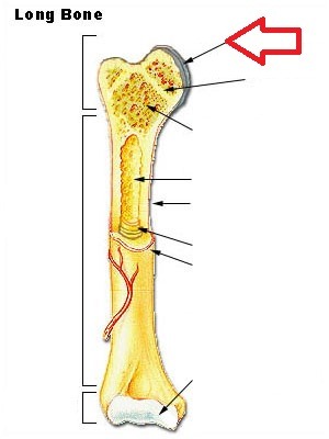label the major parts of the long bone:
______________ cartilage