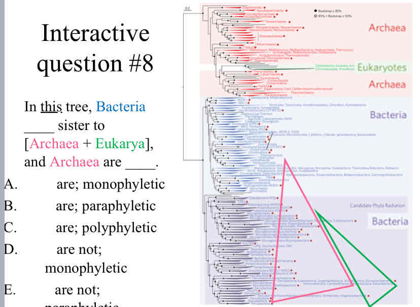 <p>Practice Question (Phylogenetic Trees) - In <u>this</u> tree<span style="color: rgb(0, 0, 0)">, </span><span style="color: rgb(0, 112, 192)">Bacteria </span>____ sister to &nbsp;<span style="color: rgb(247, 83, 130)">Archaea </span>+ <span style="color: rgb(0, 176, 80)">Eukarya</span> , and <span style="color: rgb(247, 83, 130)">Archaea </span>are ____.</p>