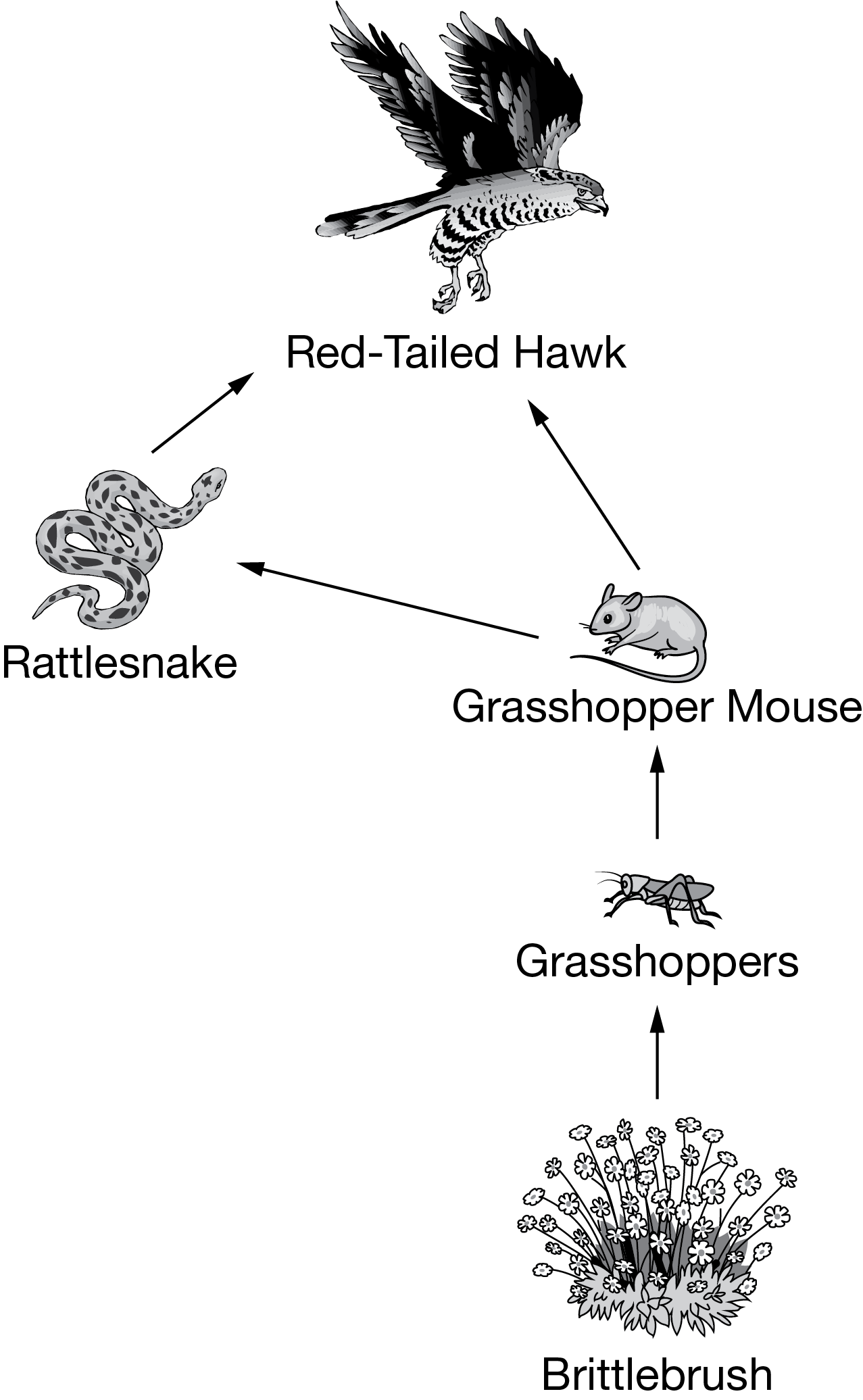 <p>Based on the food web shown above, which of the following correctly describes the flow of energy through the trophic levels from producers to quaternary consumers?</p><p><strong>A. </strong>Red-tailed hawk, grasshopper mouse, grasshopper, rattlesnake, brittlebrush</p><p><strong>B. </strong>Red-tailed hawk, rattlesnake, grasshopper mouse, grasshopper, brittlebrush</p><p><strong>C. </strong>Brittlebrush, grasshopper, grasshopper mouse, rattlesnake, red-tailed hawk</p><p><strong>D. </strong>Brittlebrush, red-tailed hawk, rattlesnake, grasshopper mouse, grasshopper</p>