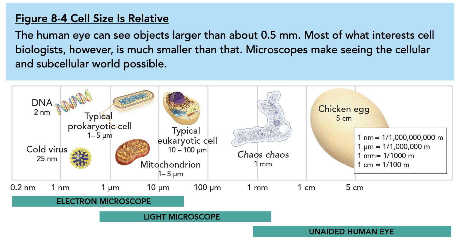 Certain units of measurement are used for tiny objects, such as cells