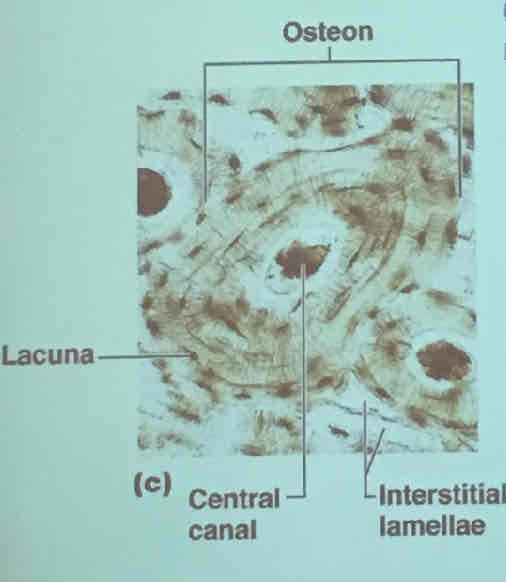 <p>Haversian systems (the basic structural unit of mature compact bone)</p><p>Osteon: osteocytes arranged in concentric lamellae around a central canal containing blood vessels and nerves</p><p>Lamella: weight- bearing column like matrix tubes composed mainly of collagen</p>