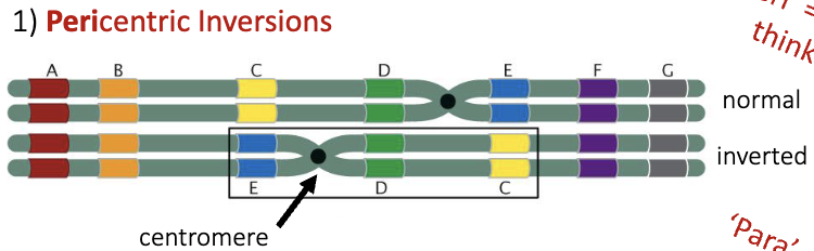 <ul><li><p>“peri” = around </p><ul><li><p>think perimeter</p></li></ul></li><li><p><mark data-color="rgba(0, 0, 0, 0)" style="background-color: rgba(0, 0, 0, 0); color: inherit;">chromosomal rearrangement where a segment of a chromosome that includes the centromere is broken, flipped, and reinserted in reverse order</mark><span><span>. This changes the order of genes on the chromosome, but not the total amount of genetic information</span></span></p></li></ul><p></p>