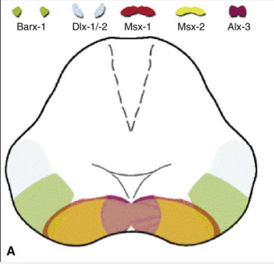 <p><strong><span style="font-family: Times New Roman, serif">this model follows compartmentalization. All the cells within a compartment already know what structure they are supposed to be. The genes tied to each compartment will instruct each cell what structure it will become.</span></strong></p>