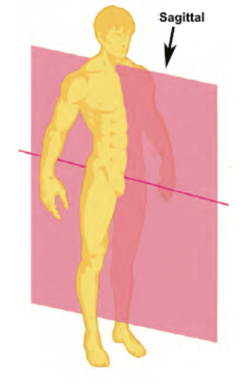 vertical plane that divides the body into left and right