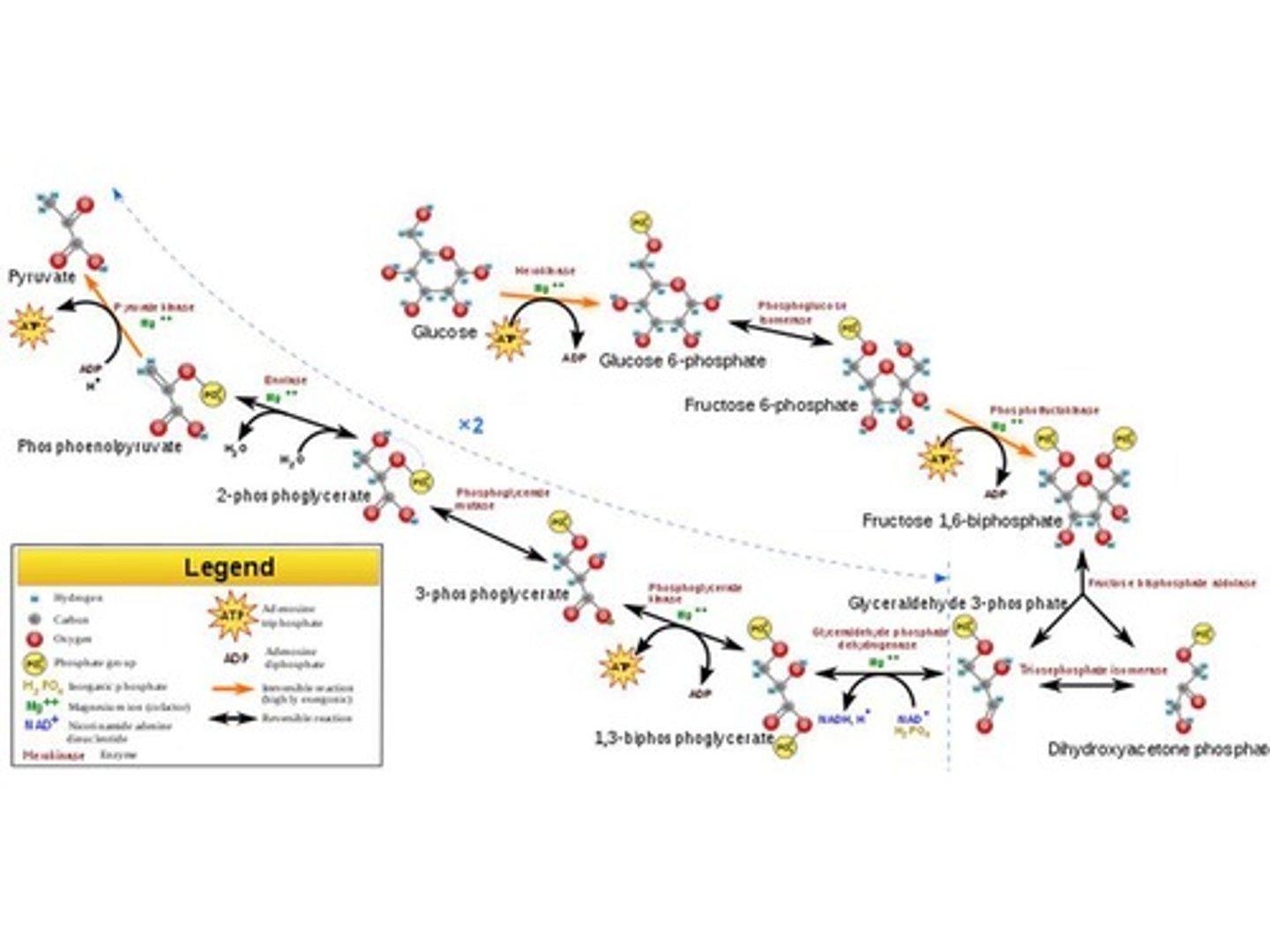 <p>The first stage of cellular respiration that occurs in the cytosol and splits glucose into 2 pyruvates.</p>