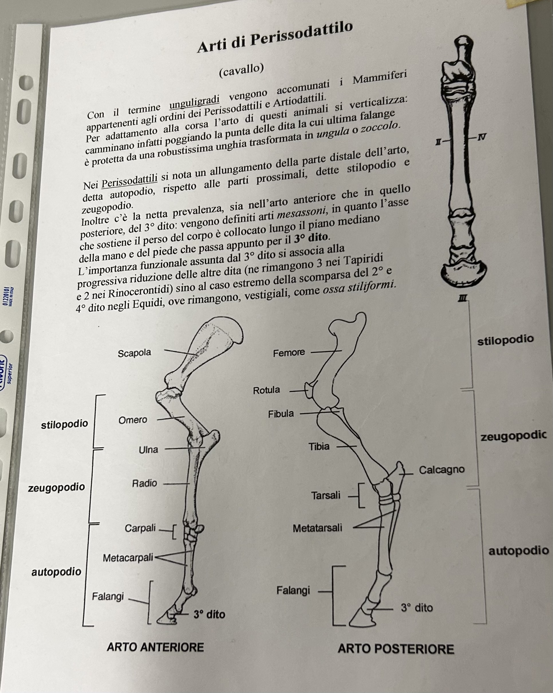 <p>Arto cavallo anteriore</p>