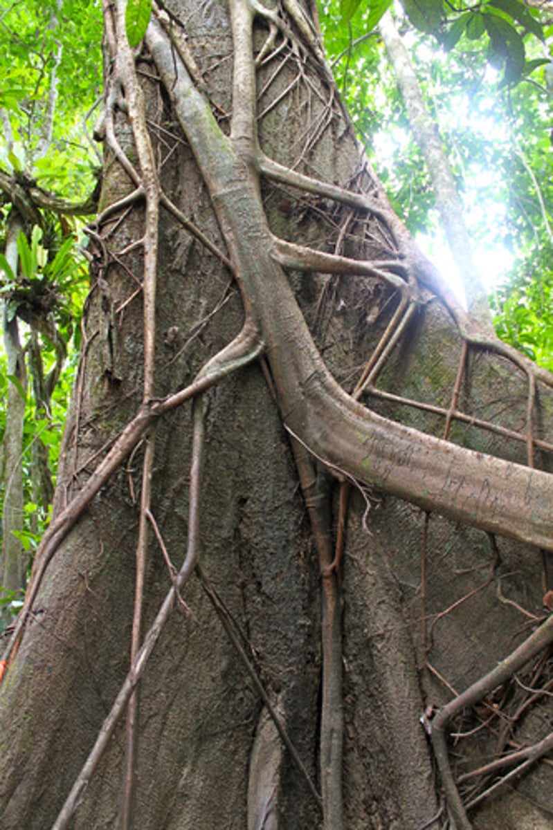 <p>Some figs begin life as epiphytes (plants that live on other plants)</p><p>- Send aerial roots to the ground</p><p>- Roots grown downward, around the host trunk</p>