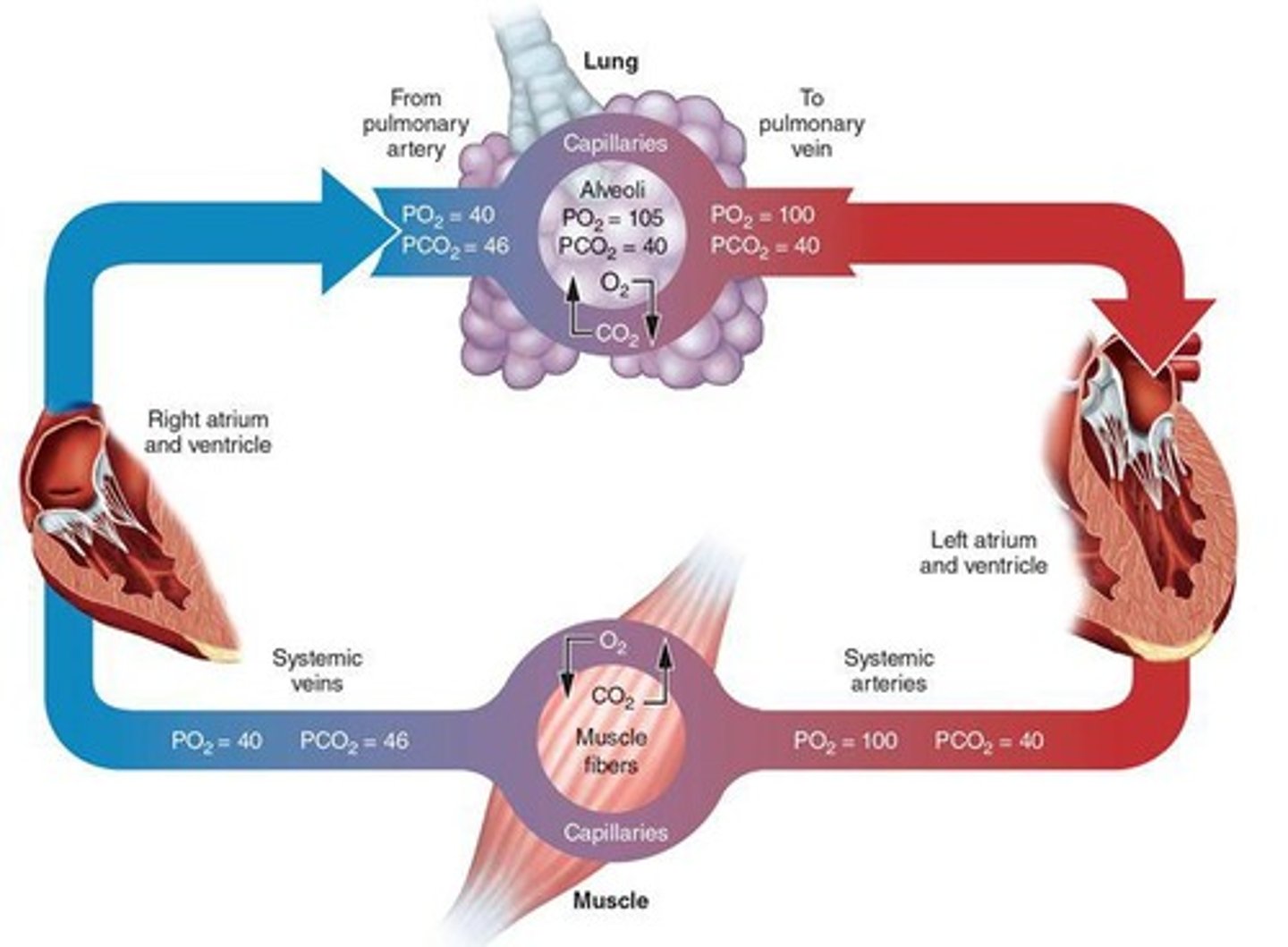 <p>Oxygen diffuses from capillaries into tissues, and carbon dioxide moves from blood into alveoli.</p>
