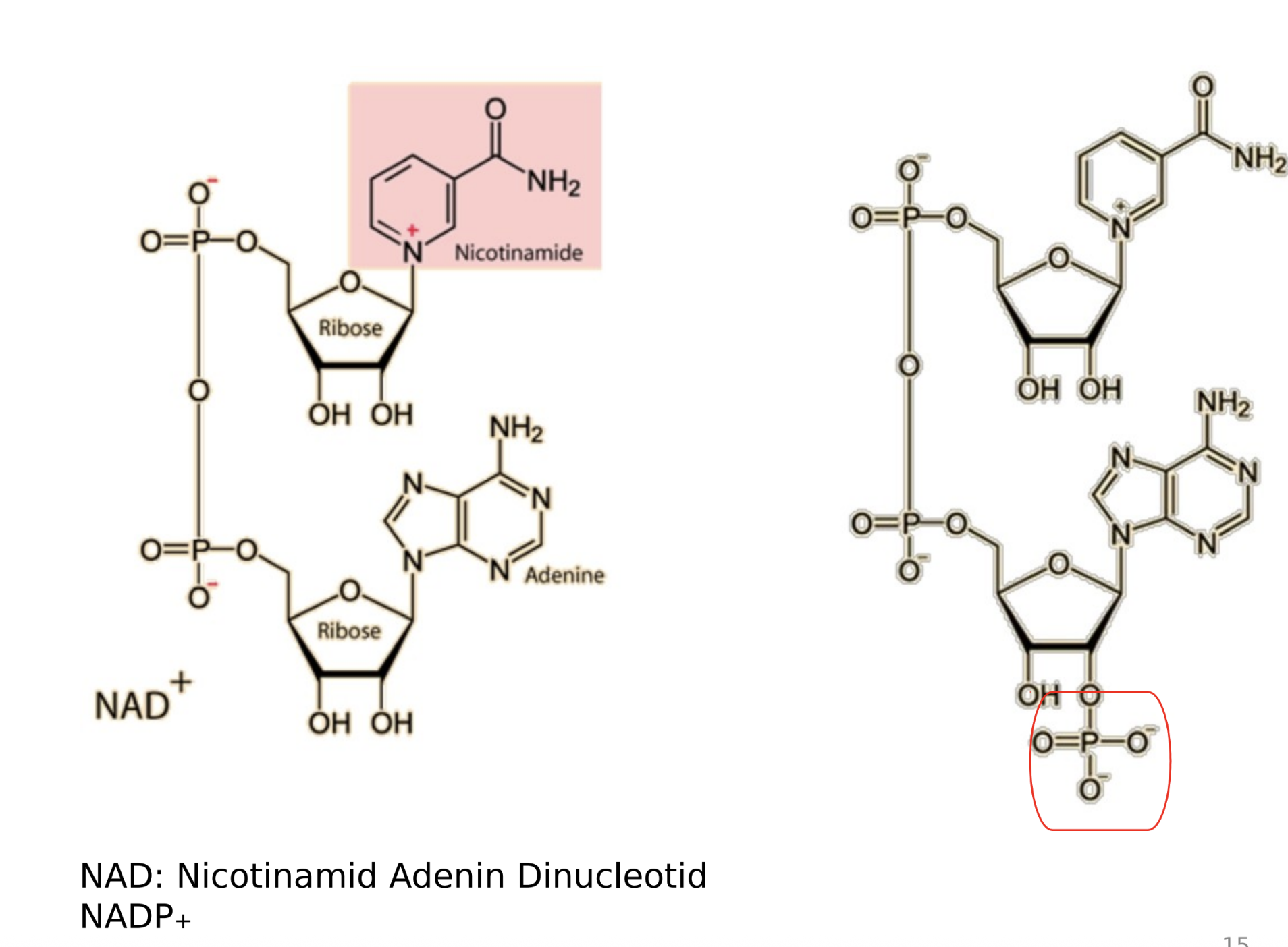 <p><strong>Phân tử nào sau đây đóng vai trò coenzyme trong phản ứng oxy hóa khử?</strong></p><p>A. ATP</p><p>B. NAD⁺</p><p>C. UTP</p><p>D. GTP</p>