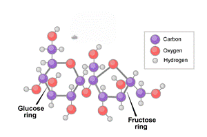 <p>disaccharides, can be broken down into monosaccharides</p>