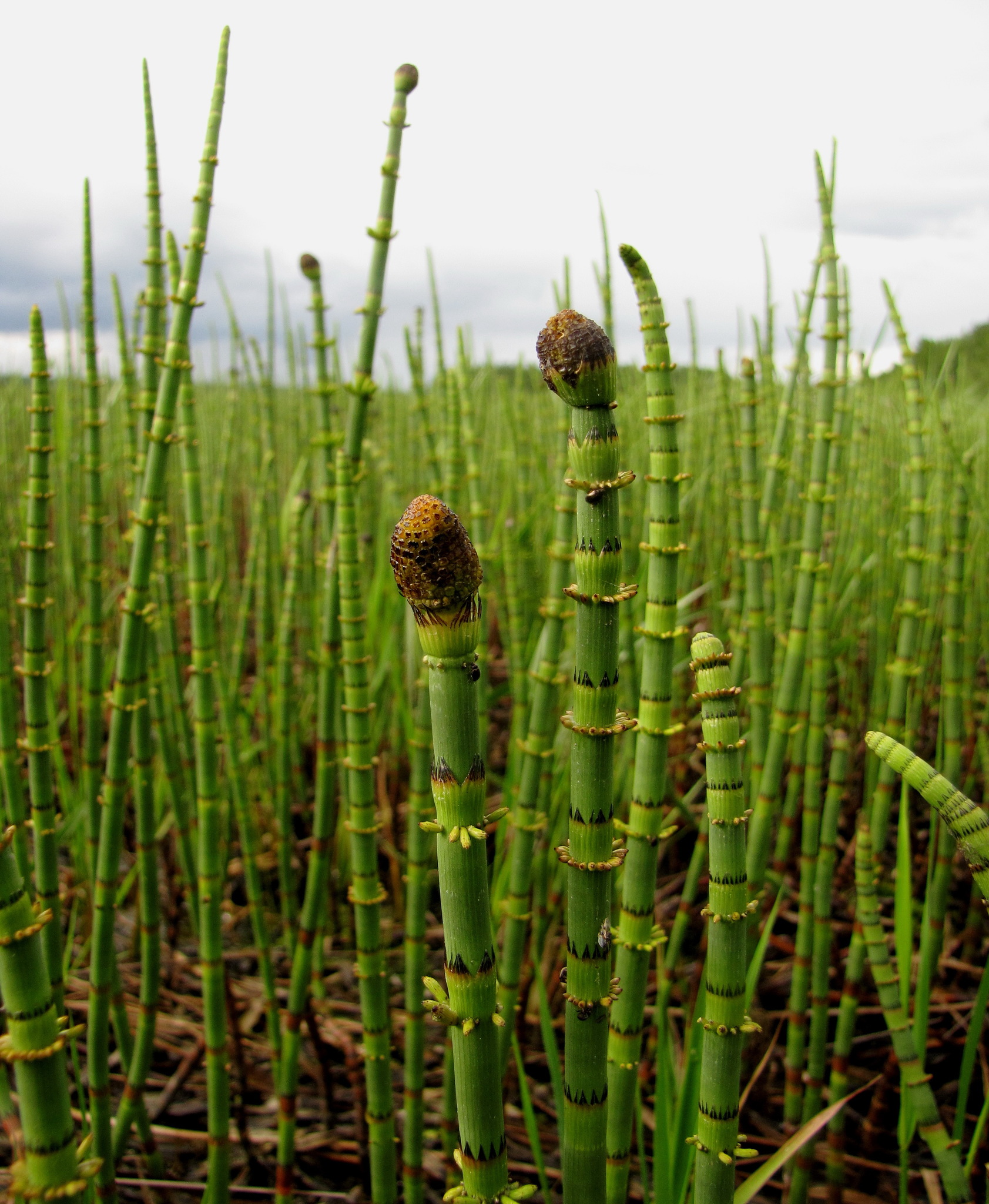 <p>Equisetaceae</p>