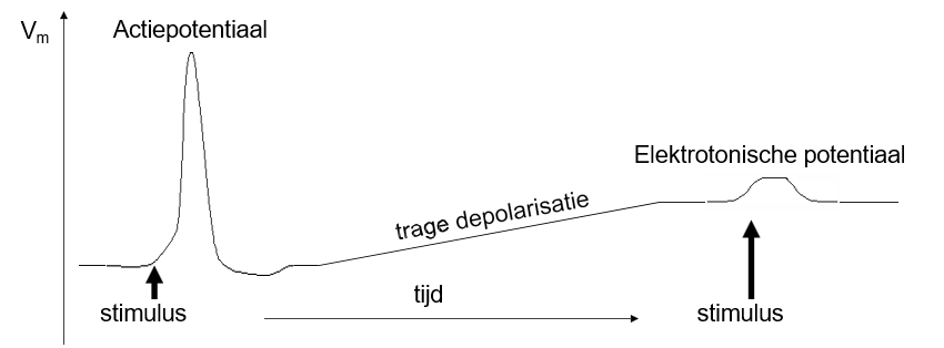 <ul><li><p>trage depolarisatie boven de drempel</p><ul><li><p>openen activatiepoorten (m-poorten)</p></li><li><p>sluiten inactivatiepoorten (h-poorten)</p></li><li><p>exciteerbaarheid daalt</p><p>‎</p></li></ul></li><li><p>trage depolarisatie onder de drempel</p><ul><li><p>exciteerbaarheid stijgt</p></li></ul></li></ul><p></p>