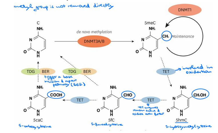 <p>DNA methylation refers to the addition of a methyl group to the DNA cytosine residues at the fifth carbon position (5mC; 5-methylcytosine).</p><p></p>