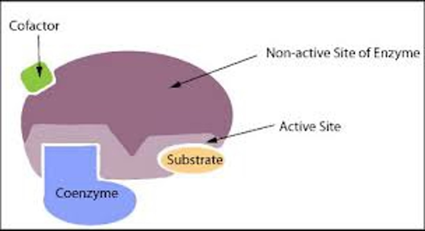 <p>- <span class="bgP">Inorganic</span> ions (usually <span class="bgP">metal ions</span>) </p><p>- Helps enzyme and substrate <span class="bgP">bind</span></p><p>- <span class="bgP">Temporarily bound</span> to enzyme</p><p>- Eg: <span class="bgP">Cl– </span>are <span class="bgP">cofactors</span> for <span class="bgP">amylase</span></p>