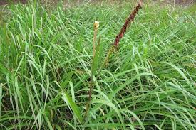 <p>Indiangrass</p>