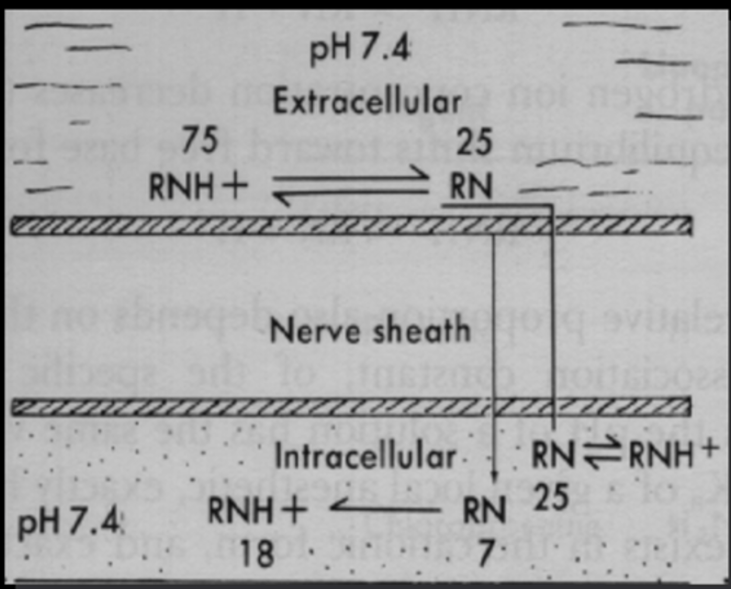<p>Both uncharged and charged forms are required for action</p>