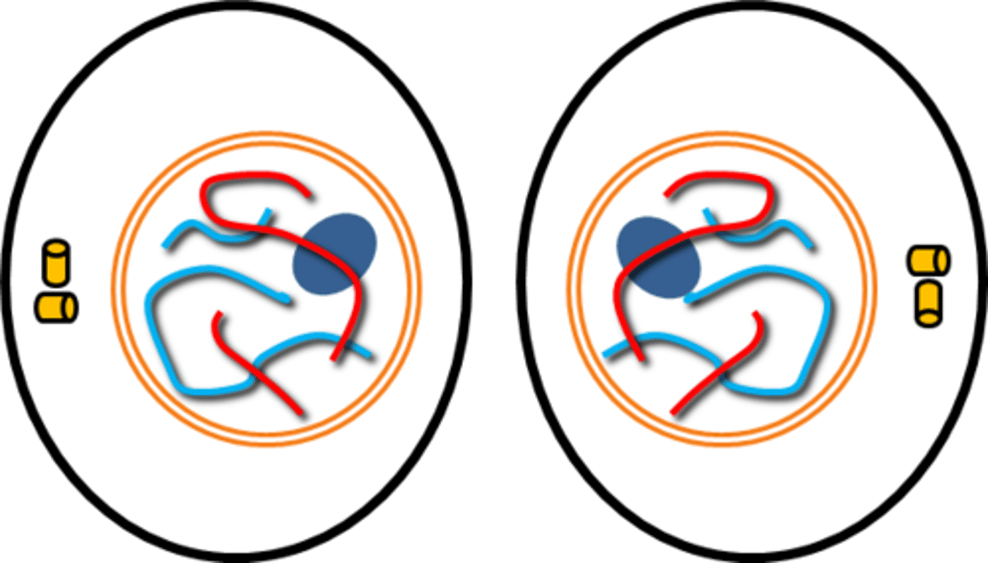 <p>-Actin filaments congregate near the metaphase plate to form a ring inside the cell.</p><p>-Pinching action separates cytoplasm into 2 separate cells.</p>