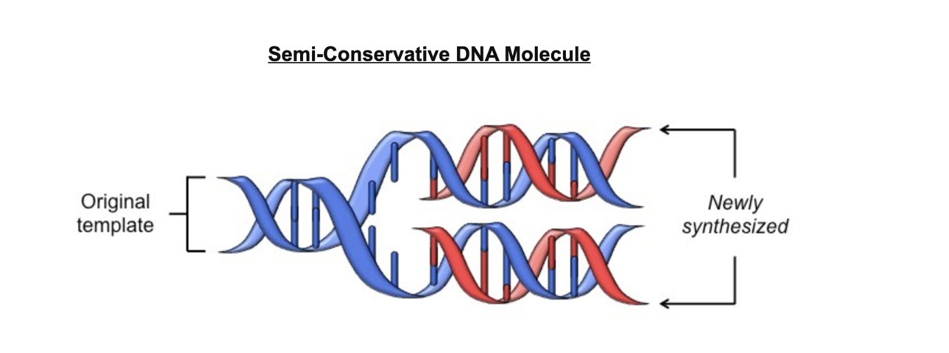 <p>→ semi-conservative process because when a new double-stranded molecule is formed, one strand will be from the original template molecule, one strand will be newly synthesised</p><p>→ bc each nitrogenous base can only pair with its complimentary base (A+T/C+G)</p><p>→ each new strand formed will be identical to the original strand separated from the template</p>
