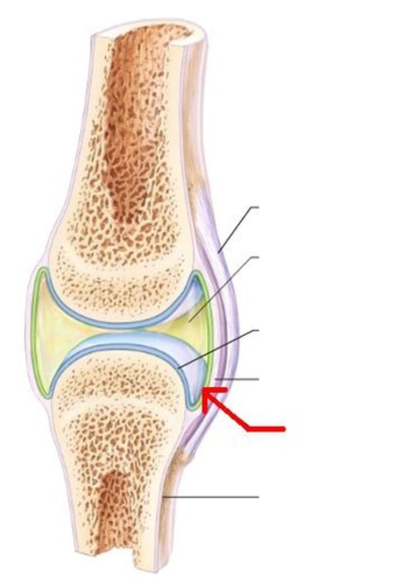 <p>membrane lining the capsule of a joint</p>