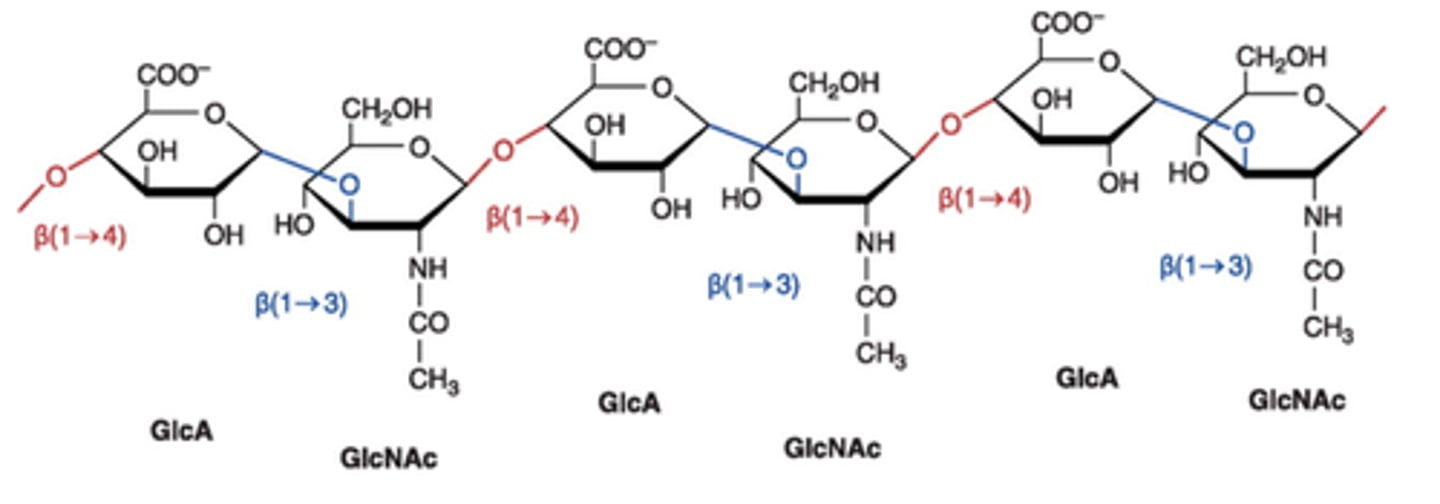 <p>-corneal GAGs have relatively short lengths </p><p>(~120 glycan units) whereas hyaluronate is composed of ~50,000 glycan units per molecule.</p><p>It can, therefore, be contained in a much larger volume.</p><p>The point is that these molecules (in very twisted and curved forms) absorb tremendous volumes of water and help the gel to have viscoelastic properties.</p>