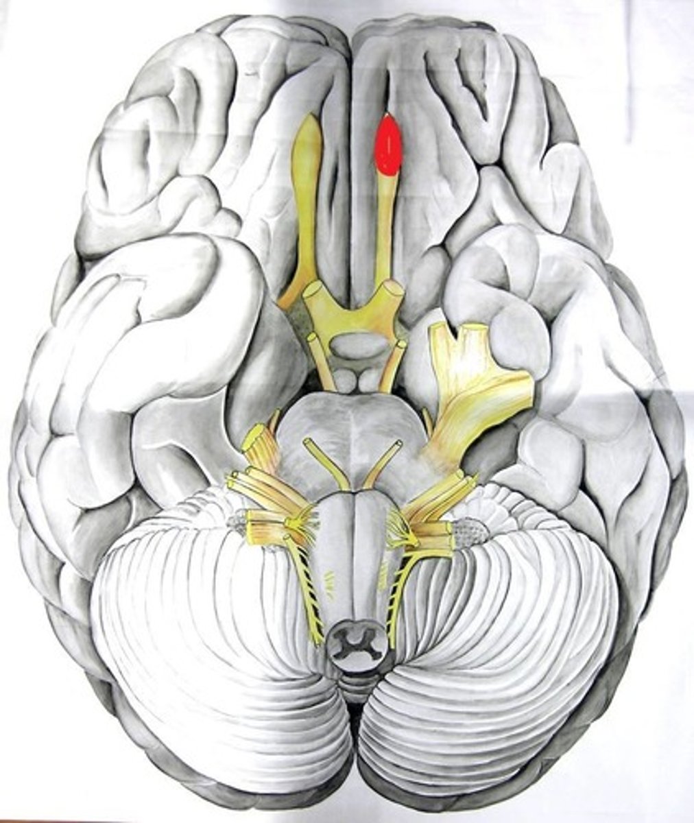 <p>Bulbus olfactorius</p>