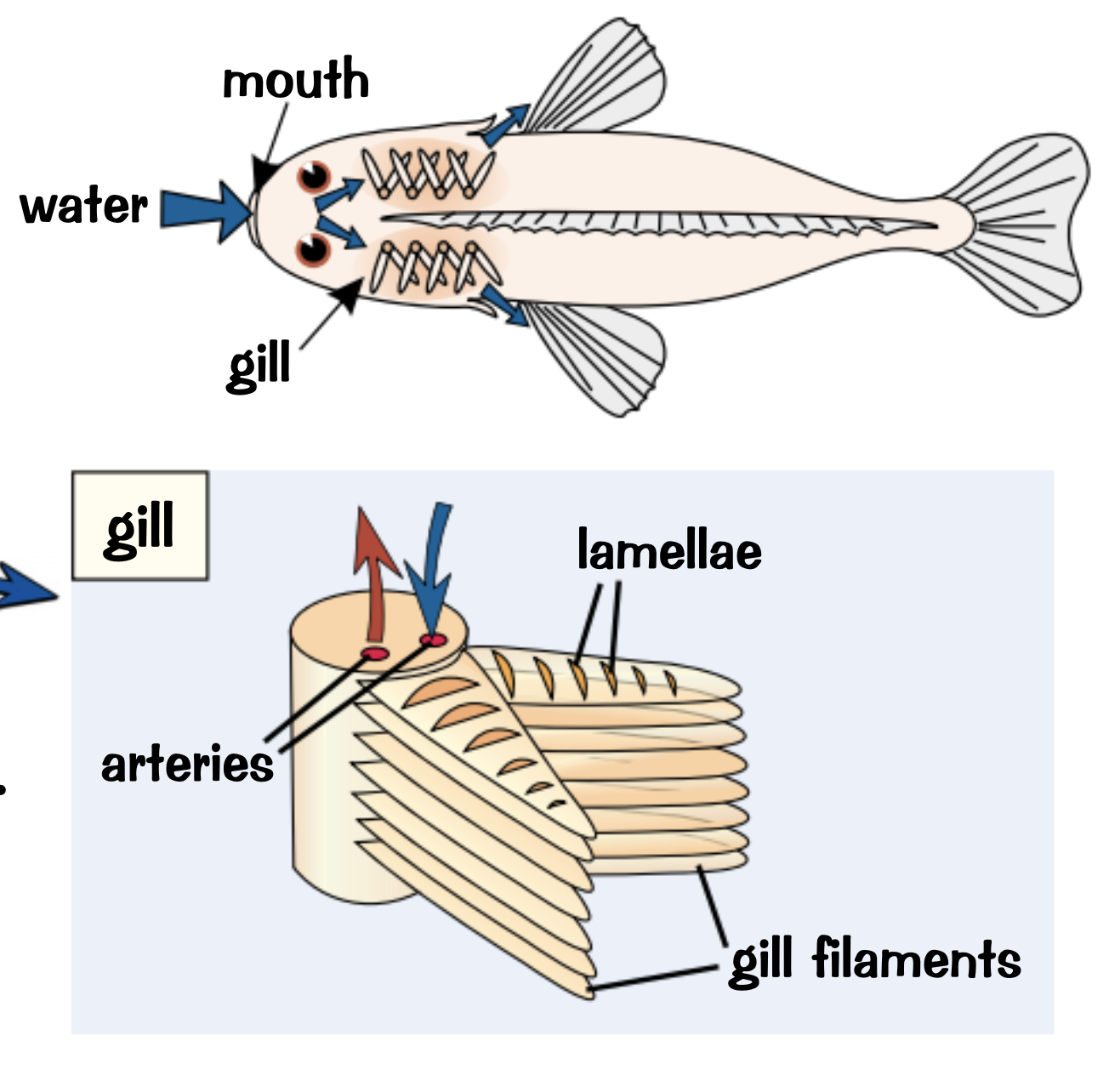 <ul><li><p>Gil filaments: increase the surface area</p></li><li><p>Lamellae: further increase the surface area by covering the filaments</p></li><li><p>Lots of blood capillaries: speed up diffusion</p></li><li><p>thin surface layer of cells: minimise the distance of diffusion</p></li><li><p>Blood vs water flow directions: blood flows through the lamellae in one direction and water flows in the opposite direction to maintain the concentration gradient</p></li><li><p>Oxygen concentration in the water is always higher than in the blood</p></li></ul><p></p>