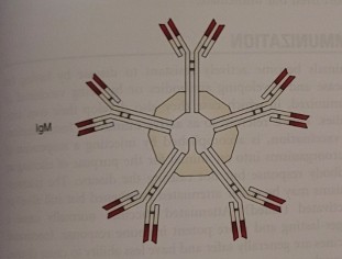 <p>IgM</p>