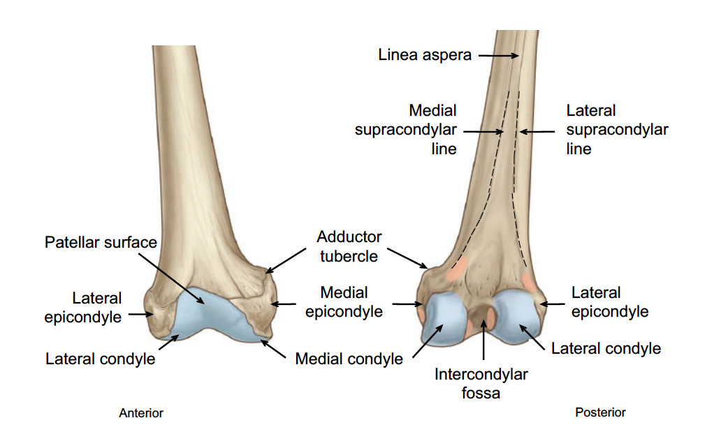 -cross section of femur shows that it is NOT a perfect circle but the linea aspera projects posteriorly and this line runs down the shaft 
-at distal portion, there is the medial and lateral epicondyles and condyles 
-anterior there is patellar surface 
-there is also adductor tubercle on medial side which is major attachment point 