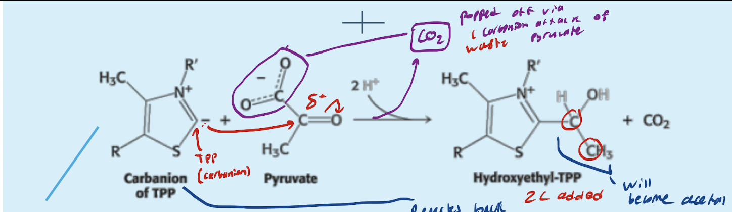 <p>Pyruvate decarboxylyzed (via TPP carbonanion), and attached to TPP with two less carbons (CO2 which left) —> <strong>Forms <u>Hydroxyethyl-TPP</u></strong></p>