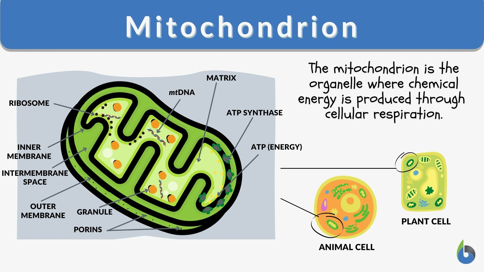 <ul><li><p>powerhouse of the cell </p><ul><li><p>produce energy for the cell</p></li></ul></li><li><p>double membrane </p><ul><li><p>smooth outer and folded inner membrane to increase surface area </p></li></ul></li><li><p>Center = enzyme containing fluid called the matrix </p><ul><li><p>Krebs/citric occur here </p></li><li><p>Contains mDNA and ribosomes</p></li></ul></li></ul><p></p>