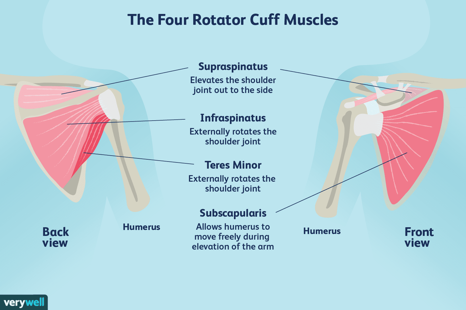 <ul><li><p>Rotator Cuff Muscles</p><ul><li><p>Subscapularis</p></li><li><p>Supraspinatus</p></li><li><p>Infraspinatus</p></li><li><p>Teres Minor</p></li></ul></li><li><p>Rotate upper limb at the shoulder joint</p></li></ul><p></p>