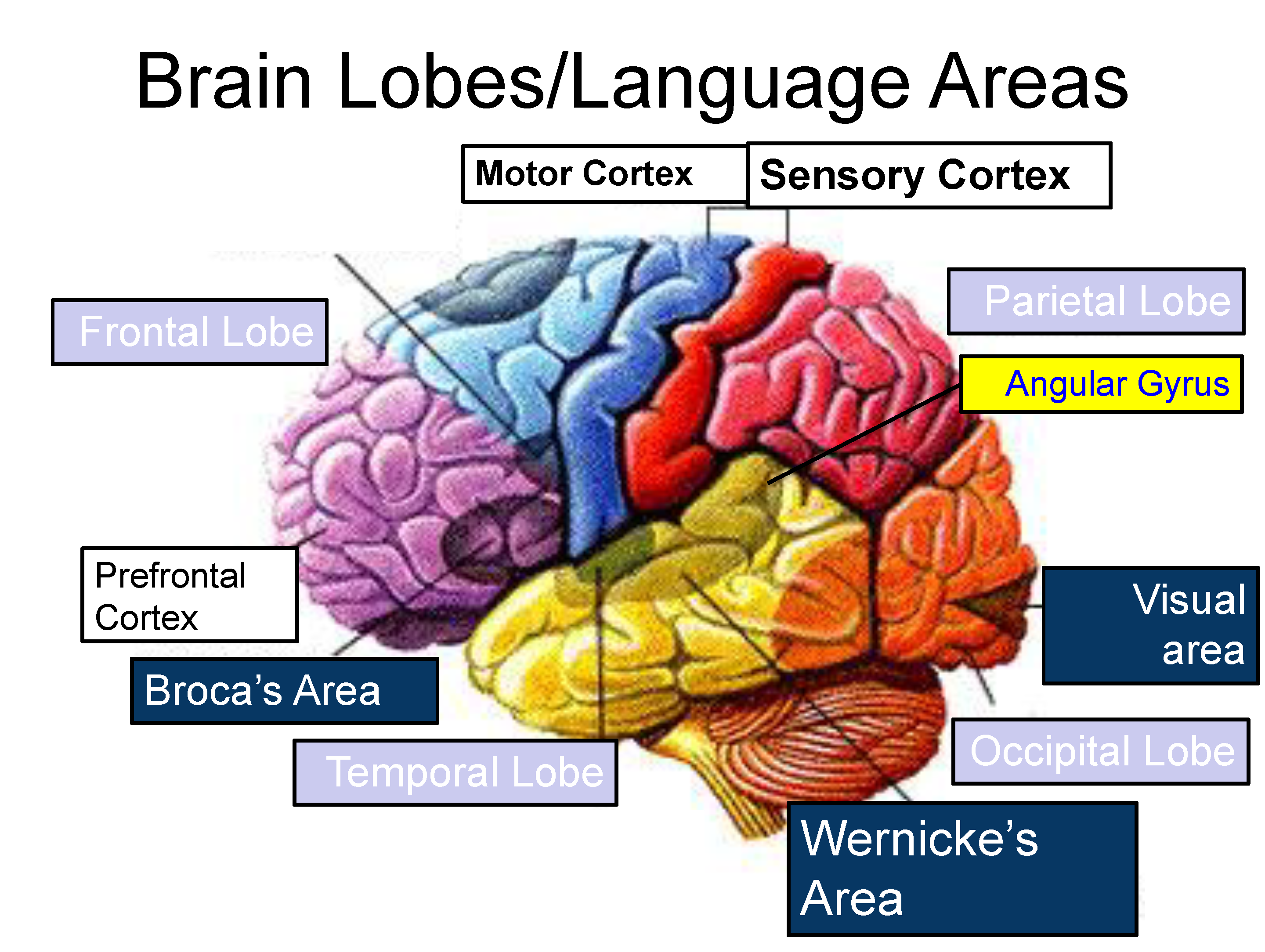 <ul><li><p>aids emotion regulation</p></li><li><p>located in the forward part of the frontal lobes</p></li><li><p>enables judgement, planning, and processing of new memories</p></li><li><p>damage can impact ability to plan and control emotions</p><ul><li><p>case study: Phineas Gage</p></li></ul></li></ul>