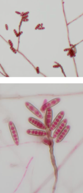 <p>Curvularia spicifera</p>