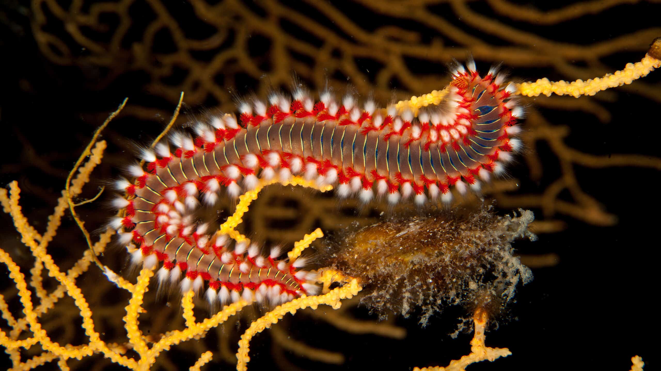 <p>mobile/errant polychaetes; hollow, brittle setae w/poisonous neurotoxin (feels like fire), feed on cnidarians</p>