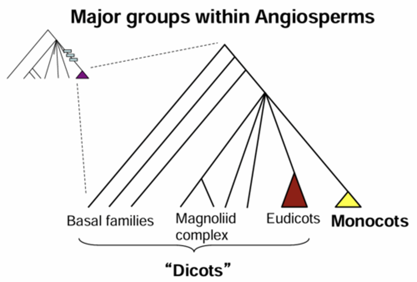 <p>Monocots and Dicots</p>