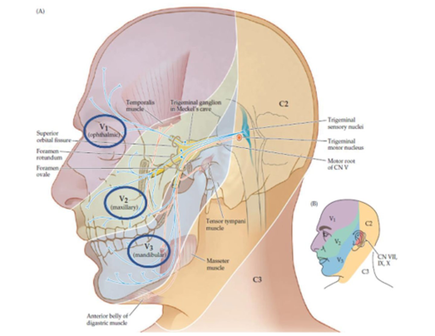 <p>Sensory</p>