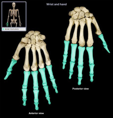 <p>bones of the fingers and toes</p>