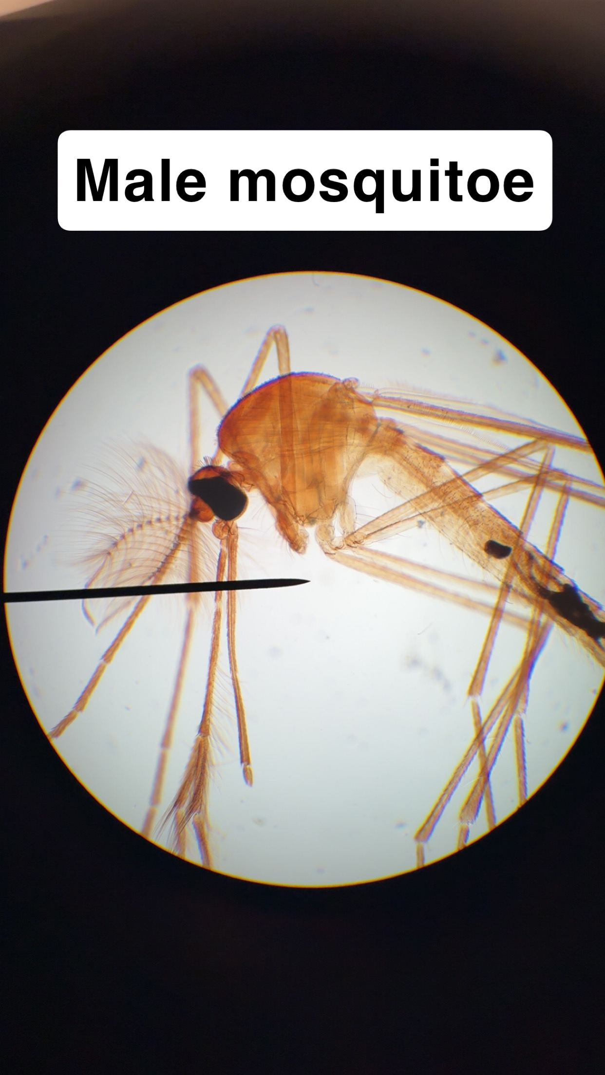 <p>Male mosquitoe</p>