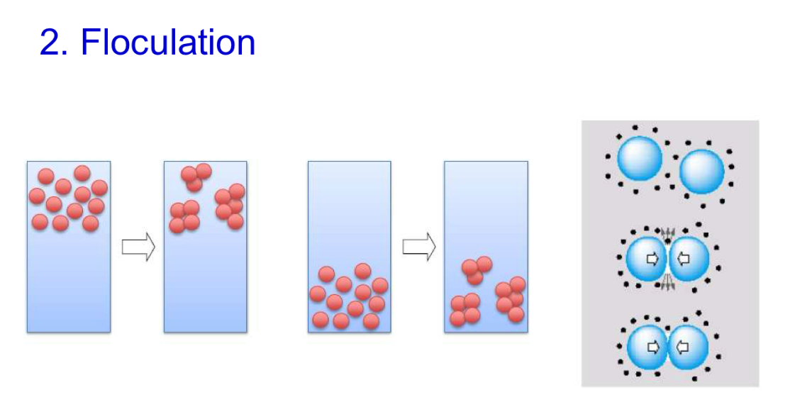 <p><u>Floculation</u> = <strong>apparition </strong><span style="color: blue;"><strong>d’INTERACTIONS</strong></span><strong> entre les éléments dispersés </strong><u>préalablement rassemblés par la sédimentation (ou crémage)</u></p><ul><li><p>Concerne <span style="color: red;"><strong>TOUTES</strong></span> <strong>les formes dispersées</strong></p></li><li><p>Est <span style="color: red;"><strong>REVERSIBLE</strong></span><strong> par agitation</strong></p></li></ul><p></p>