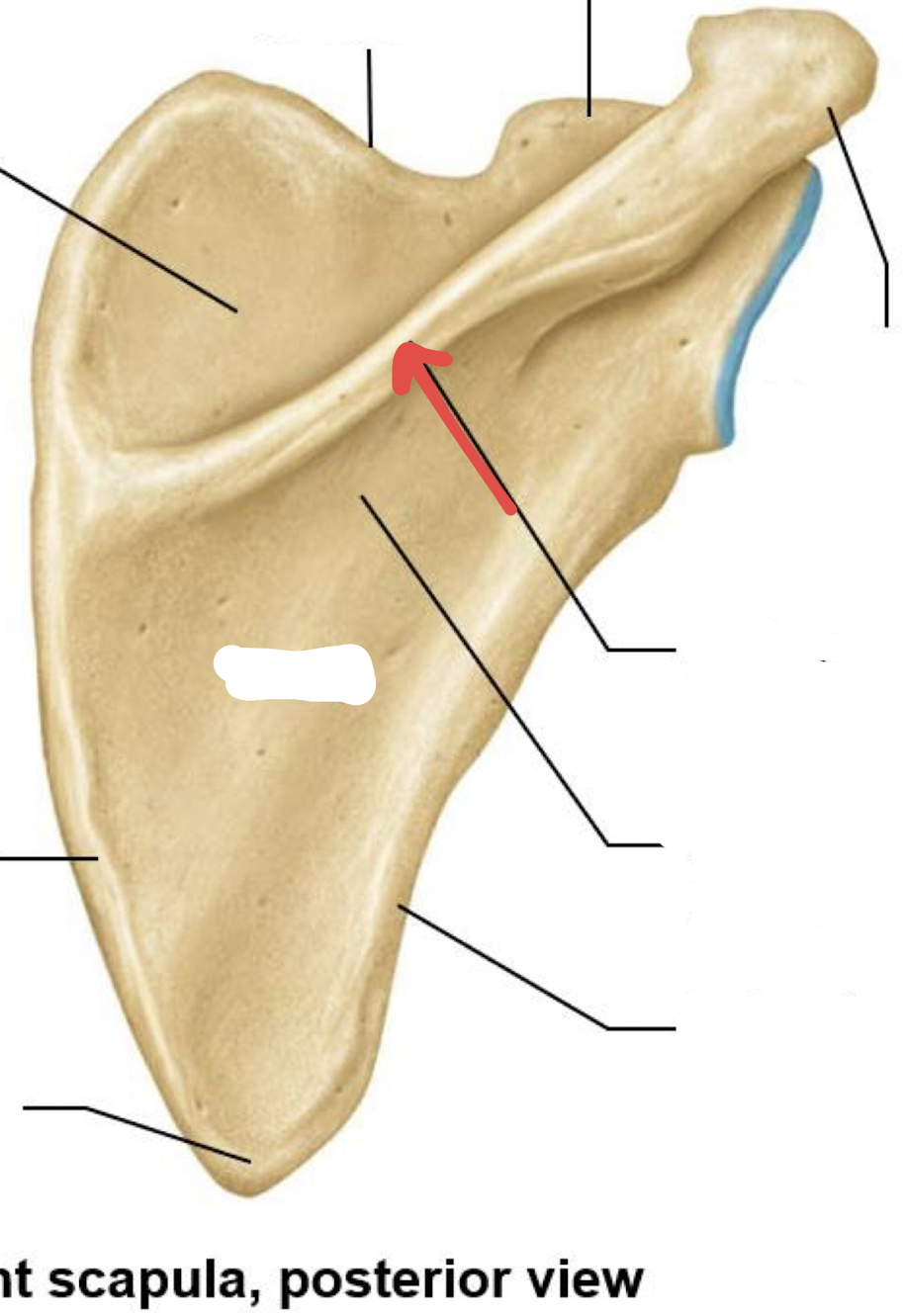 <p>what is this part of the scapula?</p>