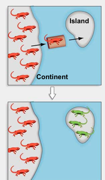 <p>speciation resulting from the isolation of a small peripheral population, usually by disperal or colonization</p>