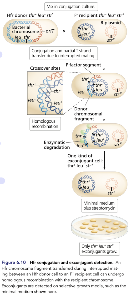 <p>Gene transfer from Hfr to F- is similar to F+ x F- conjugation </p><ul><li><p><strong><em>donor bacterial chromosomal genes can be tranferred to the recipient</em></strong></p></li><li><p>homologous recombination occurs between the transferred linear DNA and the circular chromosome of the recipient, generating recombinants</p></li></ul>