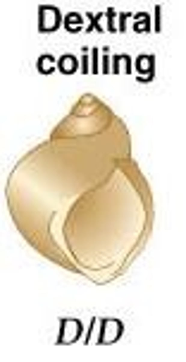 <p>The genotype of the mother, resulting in right (dextral) or left (sinistral) coiling.</p>