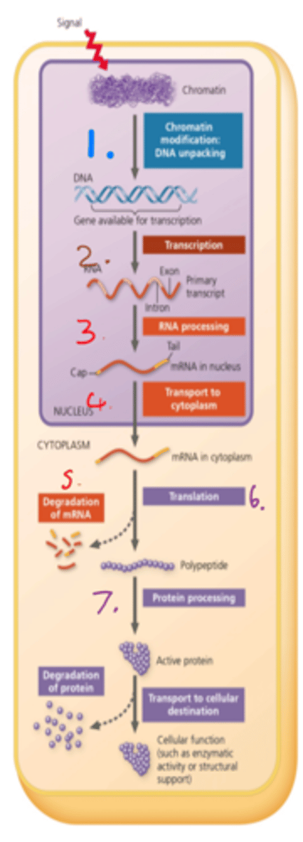 <p>1. Regulation of chromatin structure</p><p>2. Transcription control</p><p>3. RNA processing</p><p>4. Mature RNA is localised</p><p>5. Degradation of mRNA</p><p>6. Translational control</p><p>7. Protein Folding + Post Translational Modification</p>