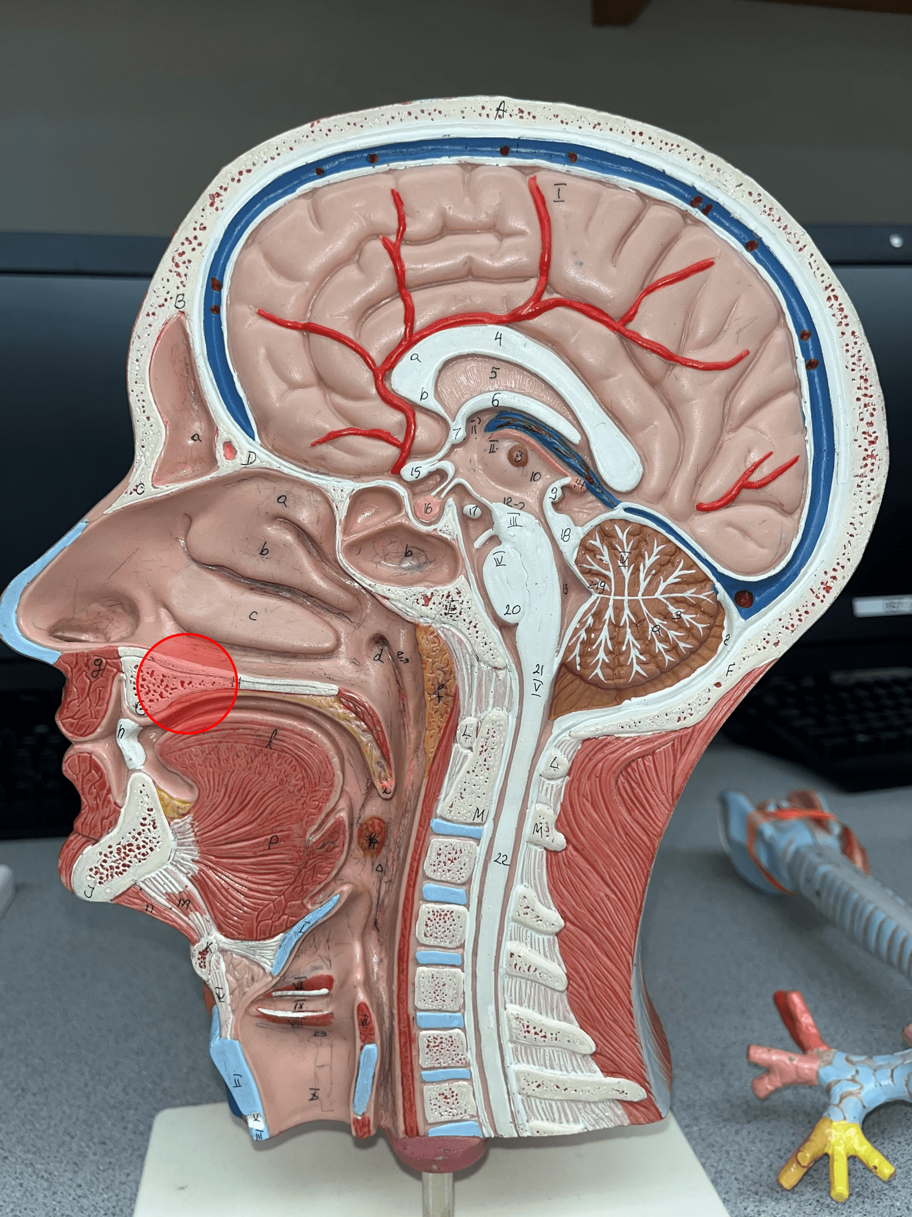 Forms the anterior part of the roof of the mouth.