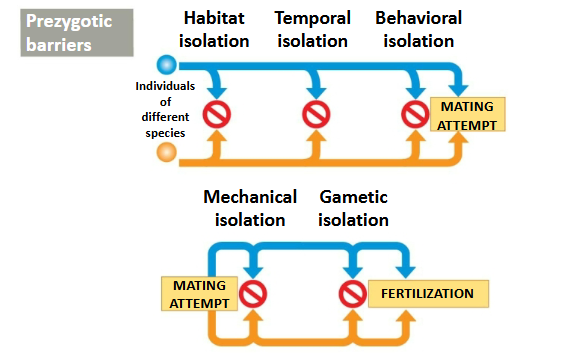 <p>Block fertilization from occurring by:</p><ul><li><p>Impeding different species from attempting to mate</p></li><li><p>Preventing the successful completion of mating</p></li><li><p>Hindering fertilization if mating is successful</p></li></ul><p></p>