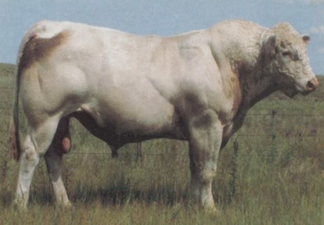 <ul><li><p>﻿One of the oldest of the French breeds of beef cattle.﻿</p></li><li><p>They are heavily muscled in the round and loin because of generations of selection for this trait.</p></li><li><p>dual-purpose animal for draft and meat.</p></li></ul>