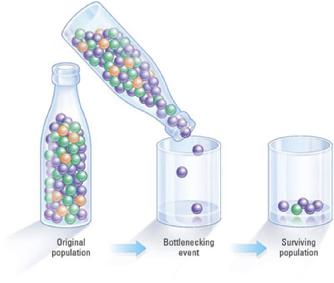 <p>the reduction in genetic diversity that occurs when a large proportion of a population is removed due to a chance event</p>